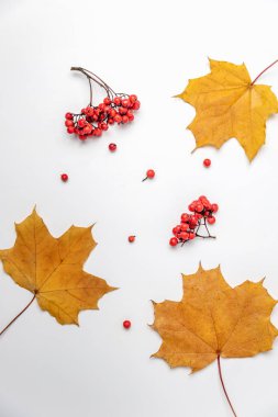 Akçaağaç yaprakları ve beyaz arka planda Rowan meyveleri