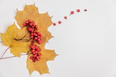 Akçaağaç yaprakları ve beyaz arka planda Rowan meyveleri