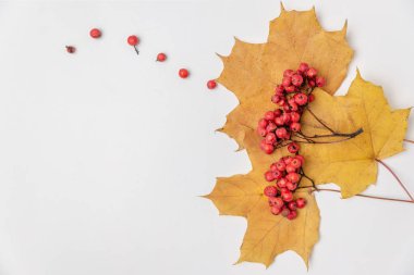 Akçaağaç yaprakları ve beyaz arka planda Rowan meyveleri