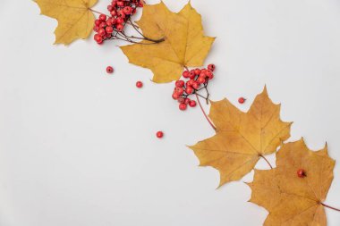 Akçaağaç yaprakları ve beyaz arka planda Rowan meyveleri