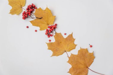 Akçaağaç yaprakları ve beyaz arka planda Rowan meyveleri