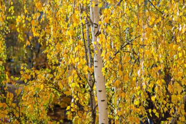 Huş ağacının üzerinde altın sonbahar yeşilliği