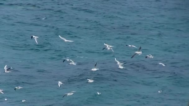 Seagulls circling over the sea in search of food — Stock Video