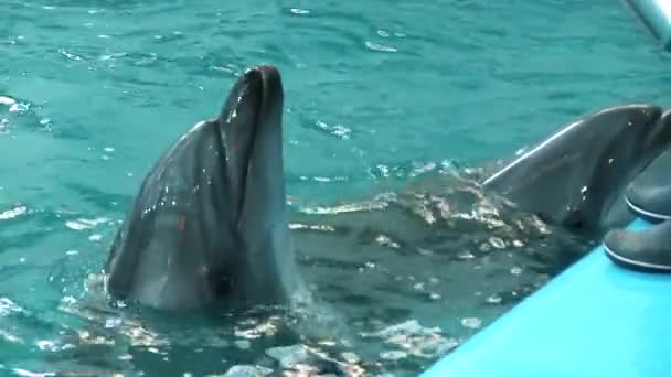 Los delfines nadan en la piscina esperando alimentarse — Vídeos de Stock