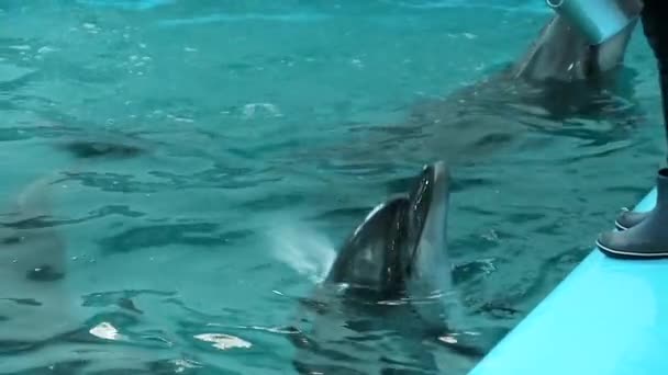 Los delfines nadan en la piscina esperando alimentarse — Vídeo de stock