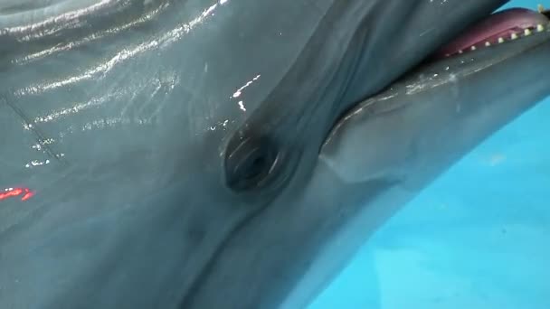 Дельфин улыбается Приветствует посетителей Смотрит в камеру — стоковое видео
