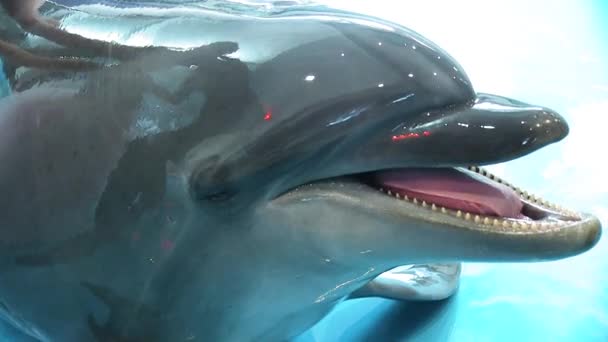 Dolphin Smiles verwelkomt bezoekers kijkt naar de camera — Stockvideo