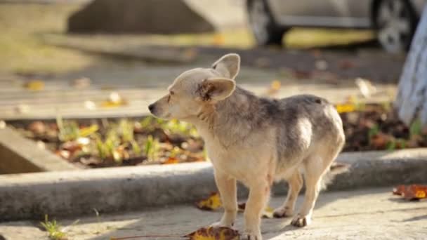 El perro se perdió mira a su alrededor en busca del camino correcto — Vídeos de Stock