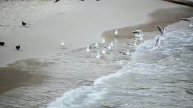 Martılar ve güvercinler deniz kıyısında Sinek yürüyüş zaman harcamak