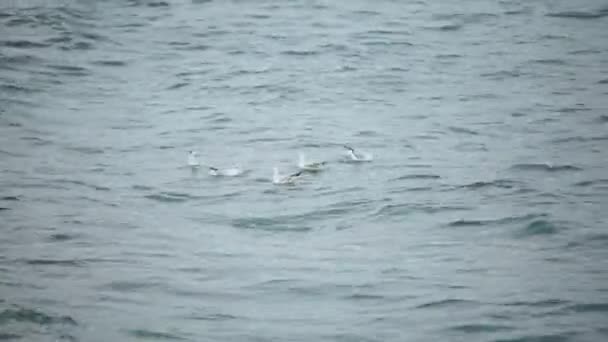 Seagulls cirkling över havet på jakt efter mat — Stockvideo