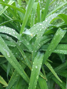 Bush yapraklarda Çiy damlaları