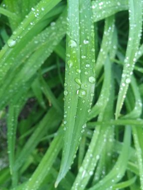 Bush yapraklarda Çiy damlaları