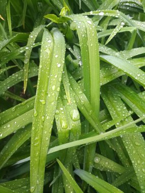 Bush yapraklarda Çiy damlaları