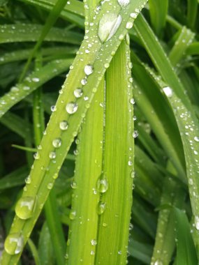 Bush yapraklarda Çiy damlaları