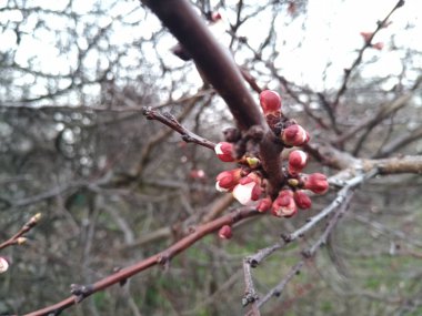 bahar ihale kiraz çiçekleri
