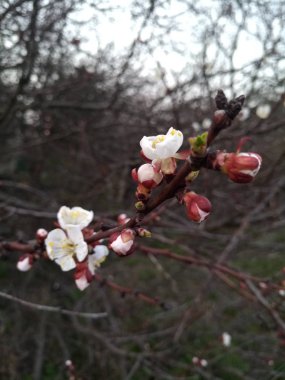 bahar ihale kiraz çiçekleri