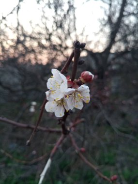 bahar ihale kiraz çiçekleri