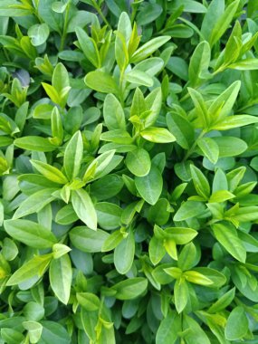 yeşil-yeşil güzel bush