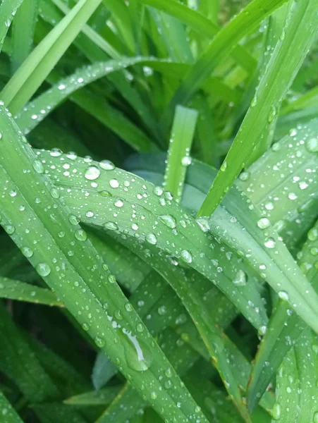 Gotas Orvalho Nas Folhas Arbusto — Fotografia de Stock