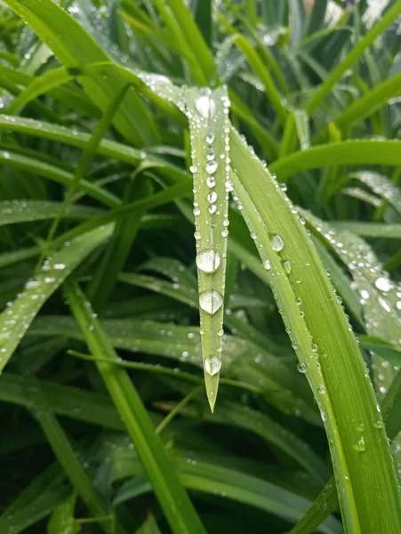 Gotas Rocío Las Hojas Del Arbusto — Foto de Stock