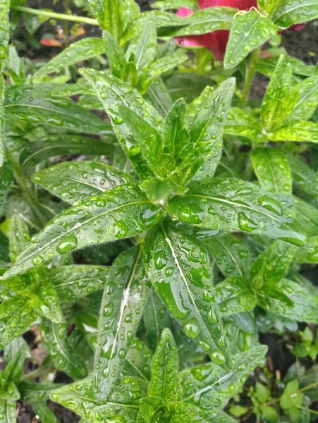 Arbusto Verde Gotas Agua Después Una Lluvia —  Fotos de Stock