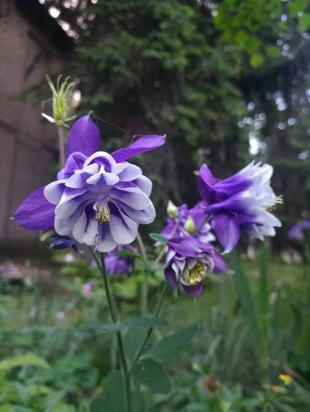 beautiful gentle purple flowers