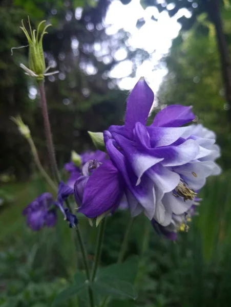 beautiful gentle purple flowers
