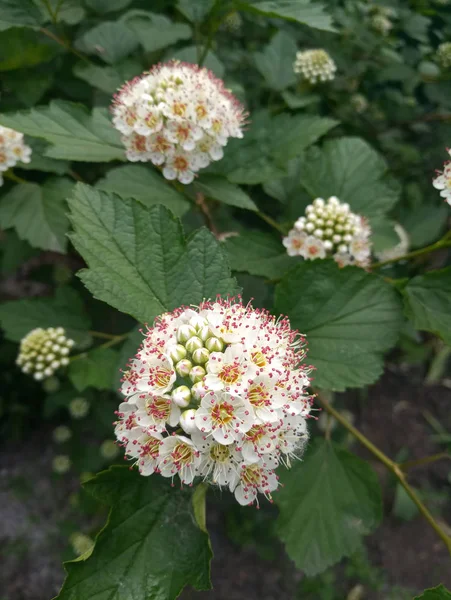 Spirea Spring Beautiful Bush Flowering — Stock Photo, Image