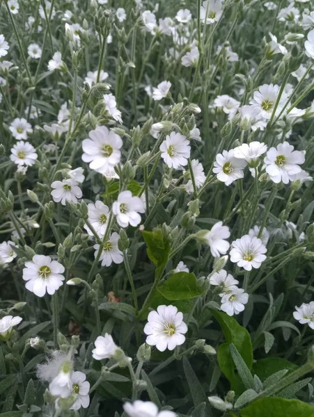 Белые Весенние Цветы — стоковое фото
