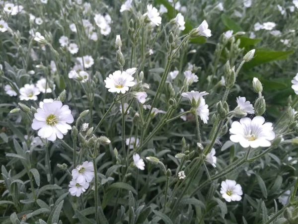 Petites Fleurs Printanières Blanches — Photo