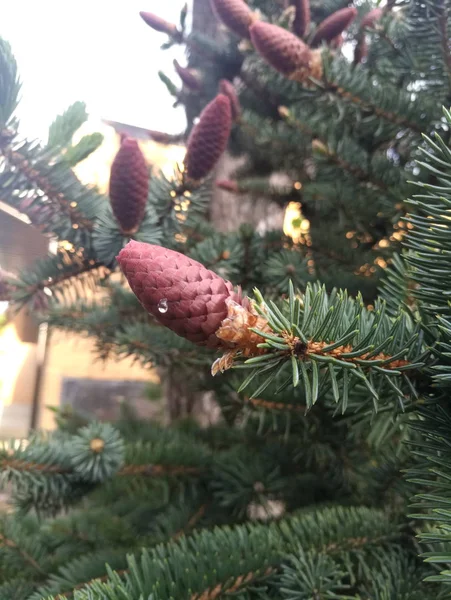 Giovani Urti Sull Albero — Foto Stock