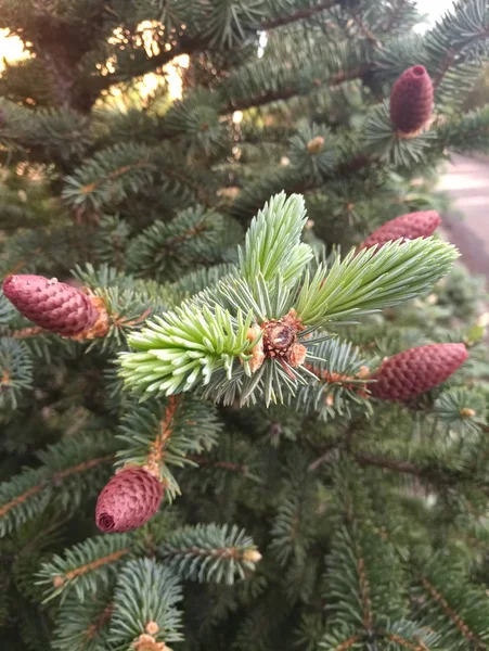 Giovani Urti Sull Albero — Foto Stock