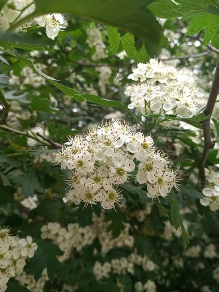 White Small Delicate Flowers Bush — Stock Photo, Image