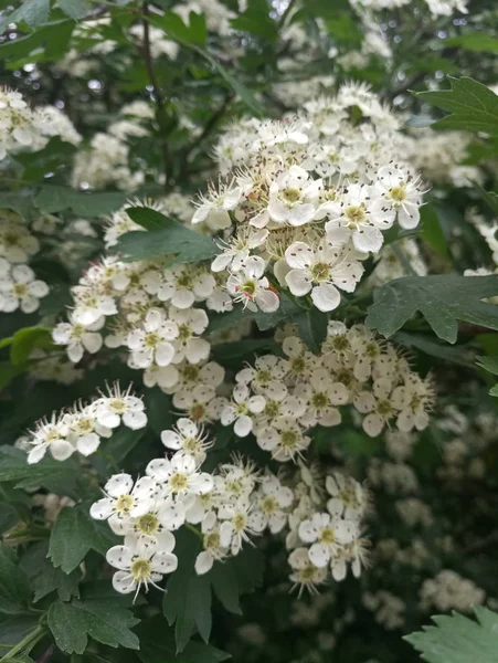White Small Delicate Flowers Bush — Stock Photo, Image