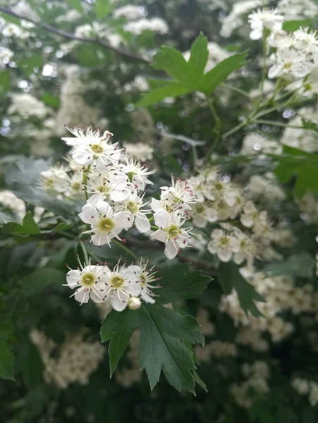 White Small Delicate Flowers Bush — Stock Photo, Image