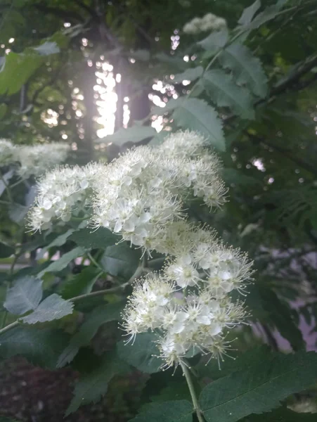 Fleurs Blanches Frêne Montagne Printemps — Photo