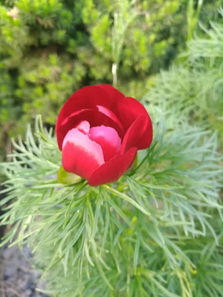 Toppen Van Heldere Rode Peony — Stockfoto