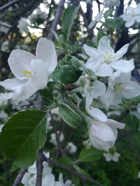 Λευκά Λουλούδια Λεπτό Apple Ανθοφορία Την Άνοιξη — Φωτογραφία Αρχείου