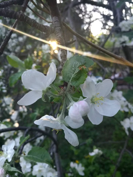 Λευκά Λουλούδια Λεπτό Apple Ανθοφορία Την Άνοιξη — Φωτογραφία Αρχείου