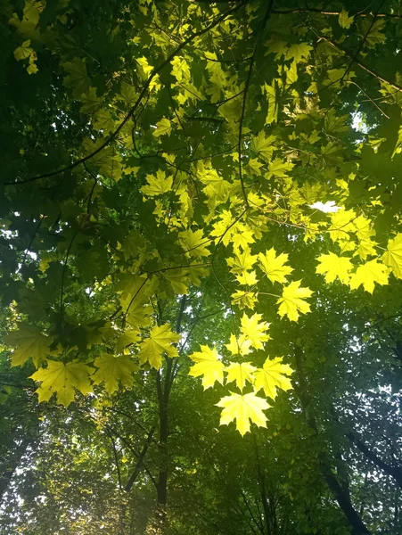 Кленовые Листья Солнце — стоковое фото