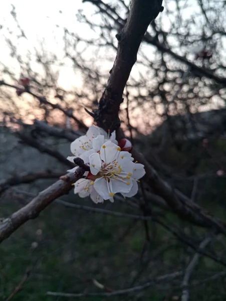 春に優しい桜の花 — ストック写真