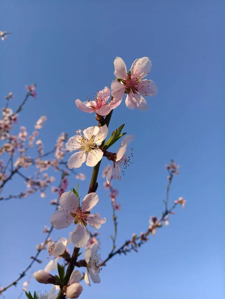 Flowering Peach Tree Pink Flowers — Stock Photo, Image