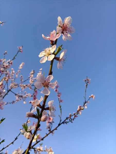 Персиковое Дерево Розовые Цветы — стоковое фото