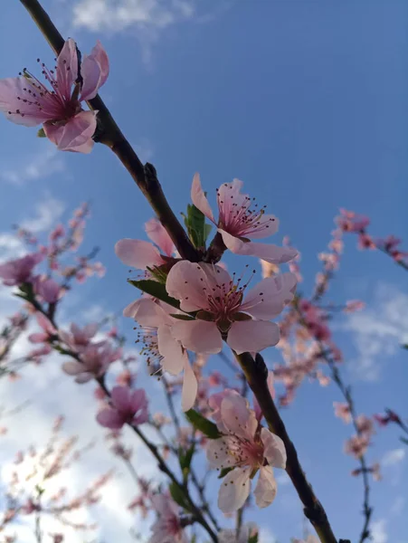Kwitnące Drzewa Brzoskwini Różowe Kwiaty — Zdjęcie stockowe