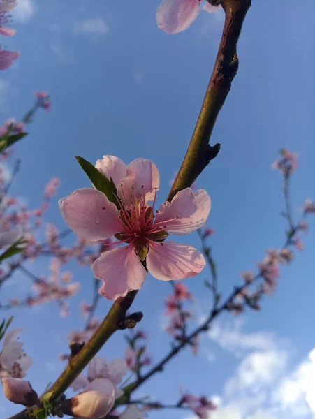 Ανθοφορίας Δέντρο Ροδάκινο Ροζ Λουλούδια — Φωτογραφία Αρχείου