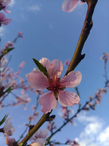 Pêssego Florido Flores Cor Rosa — Fotografia de Stock