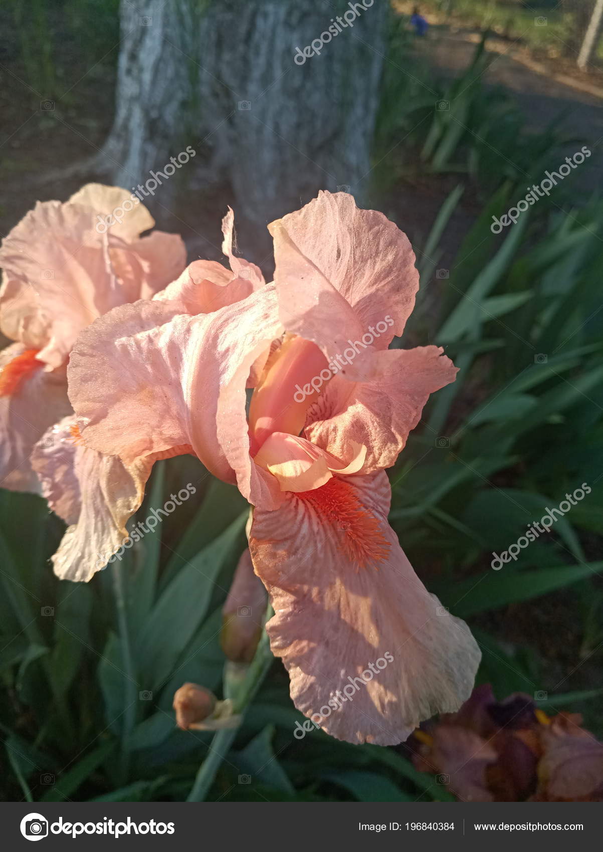 Pink Beautiful Iris Flower Sun — Stock Photo © julia0501 196840384