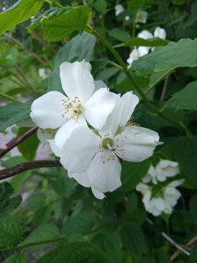 kıvırcık Bush Beyaz narin çiçekler