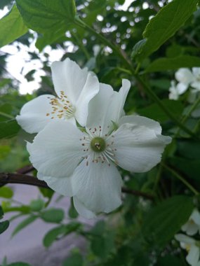 kıvırcık Bush Beyaz narin çiçekler