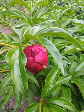 parlak kırmızı şakayık bud